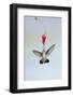 Black-Chinned Hummingbird Females Feeding at Flowers, Texas, USA-Larry Ditto-Framed Photographic Print