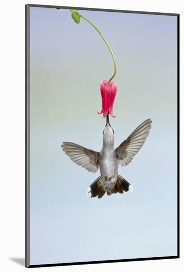 Black-Chinned Hummingbird Females Feeding at Flowers, Texas, USA-Larry Ditto-Mounted Photographic Print