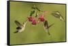 Black-chinned Hummingbird females feeding, Hill Country, Texas, USA-Rolf Nussbaumer-Framed Stretched Canvas