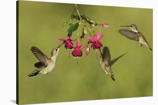 Black-chinned Hummingbird females feeding, Hill Country, Texas, USA-Rolf Nussbaumer-Stretched Canvas