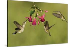 Black-chinned Hummingbird females feeding, Hill Country, Texas, USA-Rolf Nussbaumer-Stretched Canvas