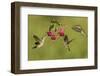 Black-chinned Hummingbird females feeding, Hill Country, Texas, USA-Rolf Nussbaumer-Framed Photographic Print