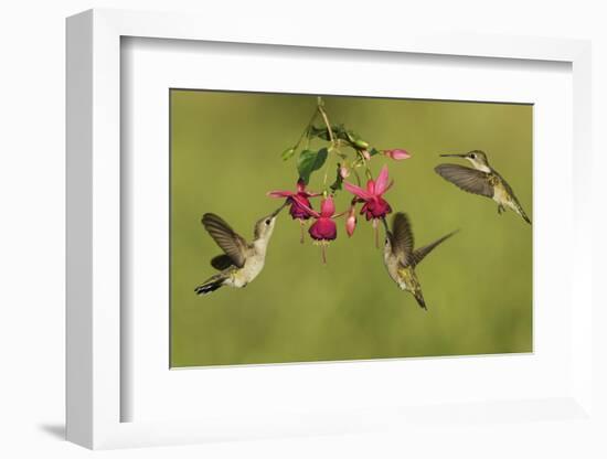 Black-chinned Hummingbird females feeding, Hill Country, Texas, USA-Rolf Nussbaumer-Framed Photographic Print