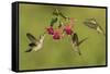 Black-chinned Hummingbird females feeding, Hill Country, Texas, USA-Rolf Nussbaumer-Framed Stretched Canvas