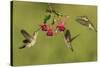 Black-chinned Hummingbird females feeding, Hill Country, Texas, USA-Rolf Nussbaumer-Stretched Canvas