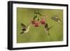 Black-chinned Hummingbird females feeding, Hill Country, Texas, USA-Rolf Nussbaumer-Framed Photographic Print