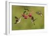 Black-chinned Hummingbird females feeding, Hill Country, Texas, USA-Rolf Nussbaumer-Framed Photographic Print