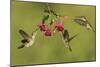Black-chinned Hummingbird females feeding, Hill Country, Texas, USA-Rolf Nussbaumer-Mounted Photographic Print