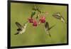 Black-chinned Hummingbird females feeding, Hill Country, Texas, USA-Rolf Nussbaumer-Framed Photographic Print