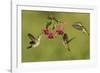 Black-chinned Hummingbird females feeding, Hill Country, Texas, USA-Rolf Nussbaumer-Framed Photographic Print