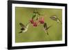 Black-chinned Hummingbird females feeding, Hill Country, Texas, USA-Rolf Nussbaumer-Framed Photographic Print