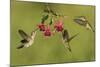 Black-chinned Hummingbird females feeding, Hill Country, Texas, USA-Rolf Nussbaumer-Mounted Photographic Print