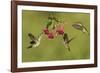 Black-chinned Hummingbird females feeding, Hill Country, Texas, USA-Rolf Nussbaumer-Framed Photographic Print