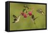 Black-chinned Hummingbird females feeding, Hill Country, Texas, USA-Rolf Nussbaumer-Framed Stretched Canvas