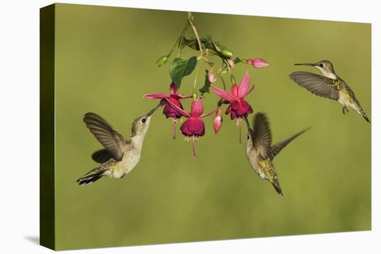 Black-chinned Hummingbird females feeding, Hill Country, Texas, USA-Rolf Nussbaumer-Stretched Canvas