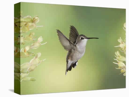 Black-Chinned Hummingbird in Flight Feeding on Texas Buckeye, Uvalde County, Hill Country-Rolf Nussbaumer-Stretched Canvas