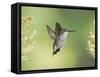 Black-Chinned Hummingbird in Flight Feeding on Texas Buckeye, Uvalde County, Hill Country-Rolf Nussbaumer-Framed Stretched Canvas