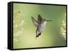 Black-Chinned Hummingbird in Flight Feeding on Texas Buckeye, Uvalde County, Hill Country-Rolf Nussbaumer-Framed Stretched Canvas