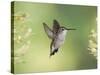 Black-Chinned Hummingbird in Flight Feeding on Texas Buckeye, Uvalde County, Hill Country-Rolf Nussbaumer-Stretched Canvas