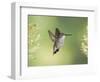 Black-Chinned Hummingbird in Flight Feeding on Texas Buckeye, Uvalde County, Hill Country-Rolf Nussbaumer-Framed Photographic Print