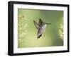 Black-Chinned Hummingbird in Flight Feeding on Texas Buckeye, Uvalde County, Hill Country-Rolf Nussbaumer-Framed Photographic Print