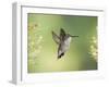 Black-Chinned Hummingbird in Flight Feeding on Texas Buckeye, Uvalde County, Hill Country-Rolf Nussbaumer-Framed Photographic Print