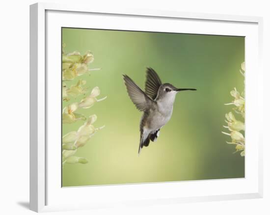 Black-Chinned Hummingbird in Flight Feeding on Texas Buckeye, Uvalde County, Hill Country-Rolf Nussbaumer-Framed Photographic Print