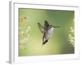 Black-Chinned Hummingbird in Flight Feeding on Texas Buckeye, Uvalde County, Hill Country-Rolf Nussbaumer-Framed Photographic Print