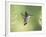 Black-Chinned Hummingbird in Flight Feeding on Texas Buckeye, Uvalde County, Hill Country-Rolf Nussbaumer-Framed Photographic Print