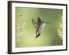 Black-Chinned Hummingbird in Flight Feeding on Texas Buckeye, Uvalde County, Hill Country-Rolf Nussbaumer-Framed Photographic Print