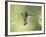 Black-Chinned Hummingbird in Flight Feeding on Texas Buckeye, Uvalde County, Hill Country-Rolf Nussbaumer-Framed Photographic Print