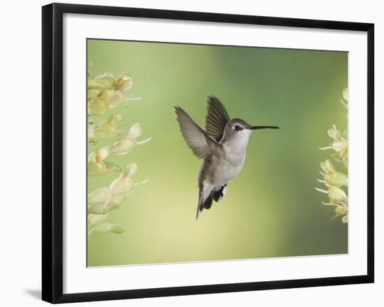 Black-Chinned Hummingbird in Flight Feeding on Texas Buckeye, Uvalde County, Hill Country-Rolf Nussbaumer-Framed Photographic Print