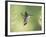 Black-Chinned Hummingbird in Flight Feeding on Texas Buckeye, Uvalde County, Hill Country-Rolf Nussbaumer-Framed Photographic Print