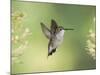 Black-Chinned Hummingbird in Flight Feeding on Texas Buckeye, Uvalde County, Hill Country-Rolf Nussbaumer-Mounted Photographic Print