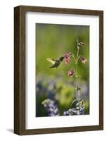 Black-chinned Hummingbird male feeding, Hill Country, Texas, USA-Rolf Nussbaumer-Framed Photographic Print