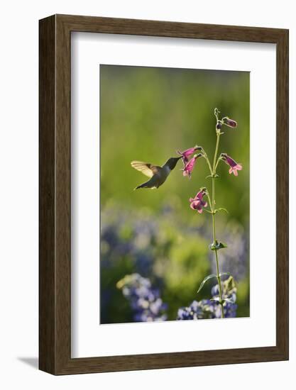 Black-chinned Hummingbird male feeding, Hill Country, Texas, USA-Rolf Nussbaumer-Framed Photographic Print