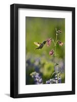 Black-chinned Hummingbird male feeding, Hill Country, Texas, USA-Rolf Nussbaumer-Framed Photographic Print