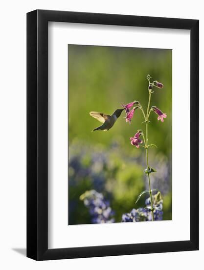 Black-chinned Hummingbird male feeding, Hill Country, Texas, USA-Rolf Nussbaumer-Framed Photographic Print