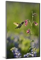 Black-chinned Hummingbird male feeding, Hill Country, Texas, USA-Rolf Nussbaumer-Mounted Photographic Print
