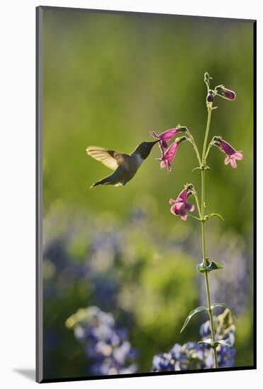 Black-chinned Hummingbird male feeding, Hill Country, Texas, USA-Rolf Nussbaumer-Mounted Photographic Print