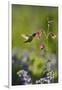 Black-chinned Hummingbird male feeding, Hill Country, Texas, USA-Rolf Nussbaumer-Framed Premium Photographic Print