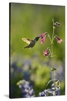 Black-chinned Hummingbird male feeding, Hill Country, Texas, USA-Rolf Nussbaumer-Stretched Canvas