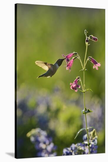 Black-chinned Hummingbird male feeding, Hill Country, Texas, USA-Rolf Nussbaumer-Stretched Canvas