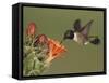 Black-Chinned Hummingbird, Uvalde County, Hill Country, Texas, USA-Rolf Nussbaumer-Framed Stretched Canvas