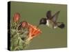 Black-Chinned Hummingbird, Uvalde County, Hill Country, Texas, USA-Rolf Nussbaumer-Stretched Canvas