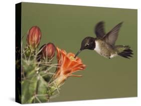 Black-Chinned Hummingbird, Uvalde County, Hill Country, Texas, USA-Rolf Nussbaumer-Stretched Canvas