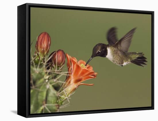 Black-Chinned Hummingbird, Uvalde County, Hill Country, Texas, USA-Rolf Nussbaumer-Framed Stretched Canvas