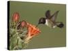 Black-Chinned Hummingbird, Uvalde County, Hill Country, Texas, USA-Rolf Nussbaumer-Stretched Canvas