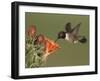 Black-Chinned Hummingbird, Uvalde County, Hill Country, Texas, USA-Rolf Nussbaumer-Framed Photographic Print