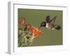 Black-Chinned Hummingbird, Uvalde County, Hill Country, Texas, USA-Rolf Nussbaumer-Framed Photographic Print